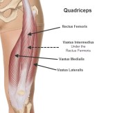 Vastus Medialis
