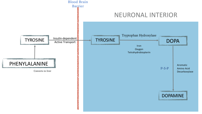 Dopamine Synthesis